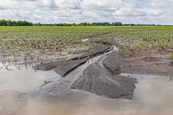 Ammonium Nitrogen & Ammonium