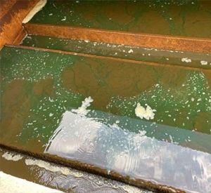 Algae bloom in DWTP