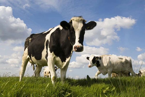 Dairy cows stock image